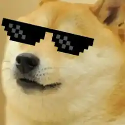 Avatar for DoggiDivi