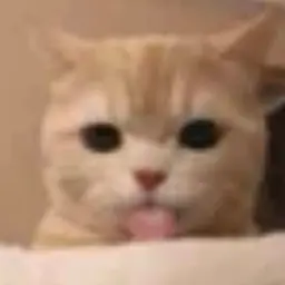 Avatar for fedcat