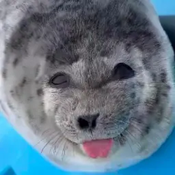Avatar for Seal