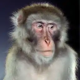 Avatar for HideTheMonkey