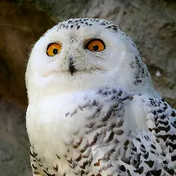 Avatar for Schneeeule