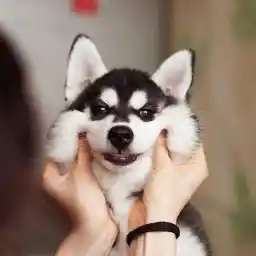 Avatar for HuskyDreaming