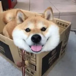 Avatar for PuppyTransGirl