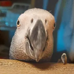 Avatar for Hinogo2210