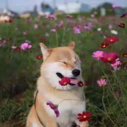 Avatar for tigerbong