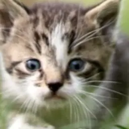 Avatar for ByteForce