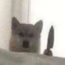 AndyNoob Avatar for AndyNoob